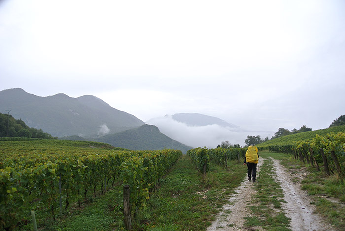 Mitten durch die Weinberge (Yenne)