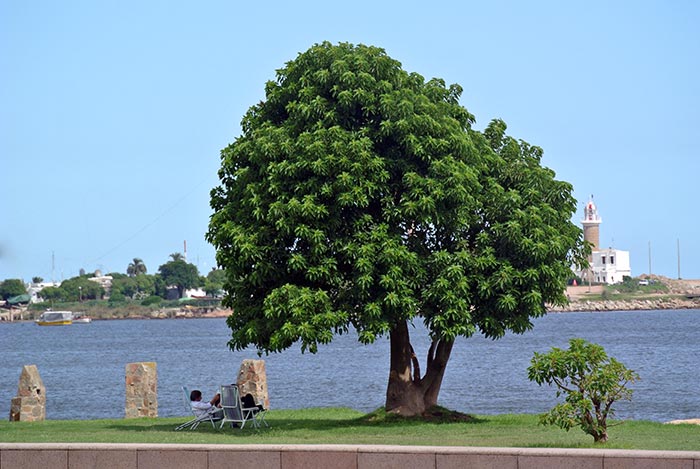 Montevideo-Baum