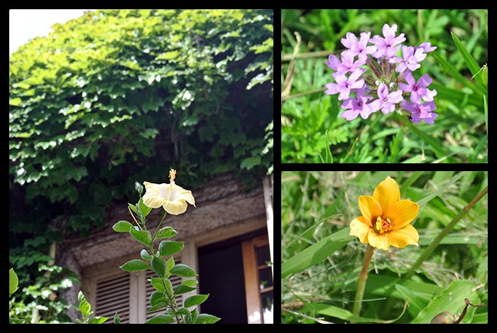 Montevideo-Flora-Fauna