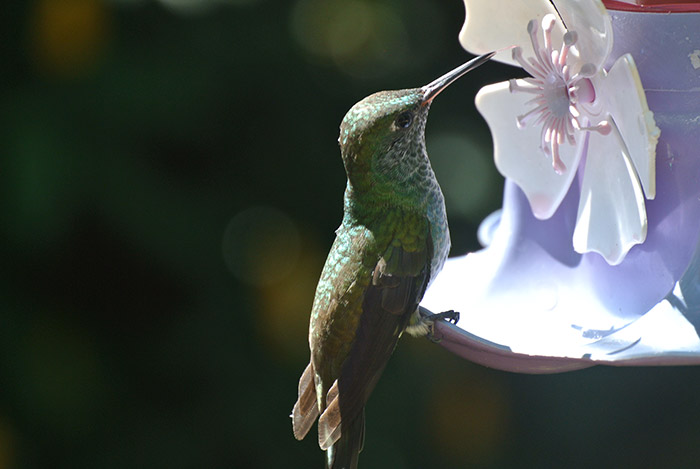 Die fliegenden Kolibris hören sich an, wie übergroße Hummeln... zwitschern tun sie auch... das ist dann echt süß