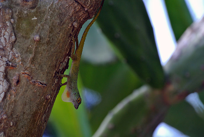 Angeber-Gecko (beim Flirten oder Vertreiben von Konkurrenten)